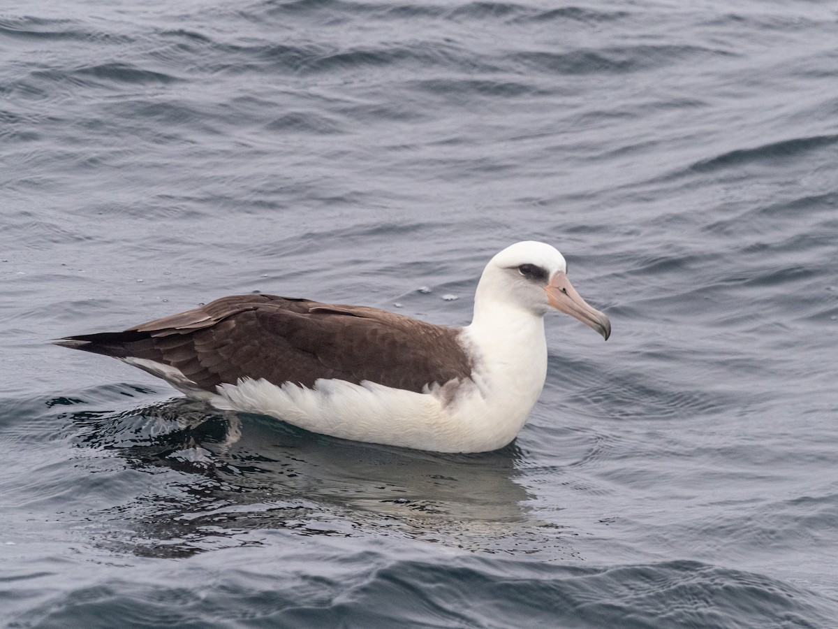 Laysan Albatross - Darrell Lawson