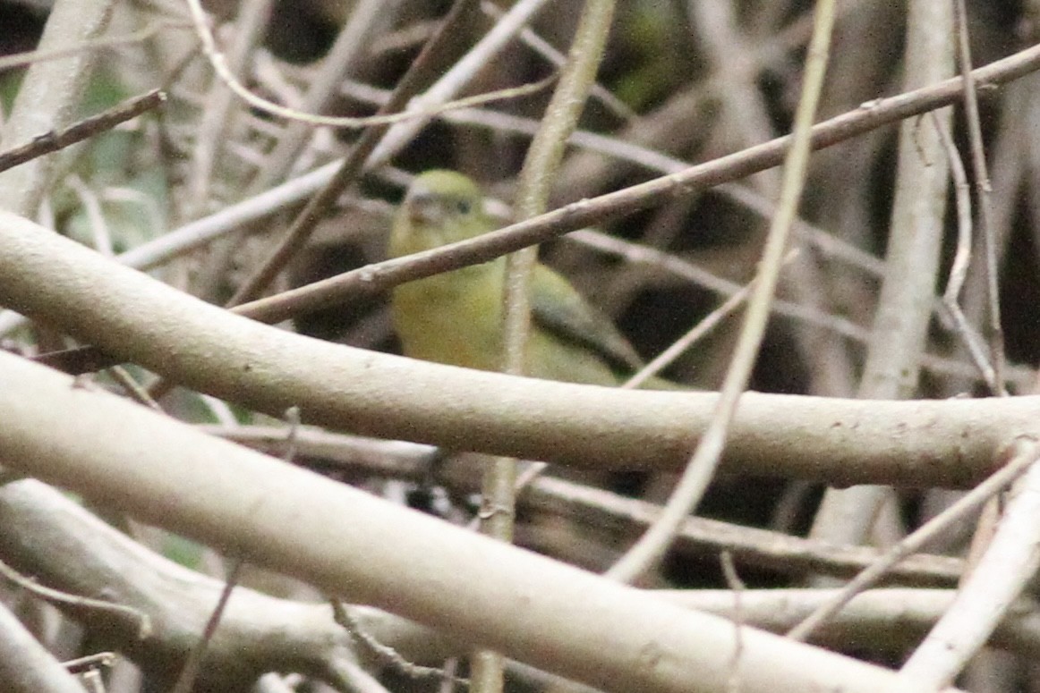 Painted Bunting - ML616348717