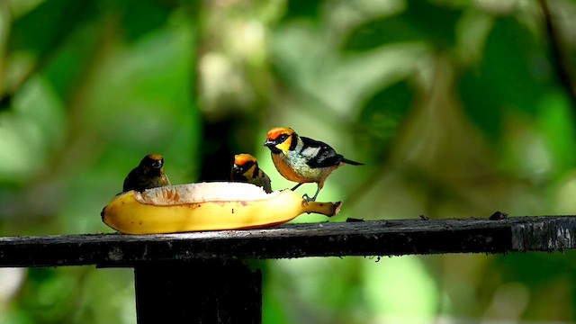 Flame-faced Tanager - ML616348764