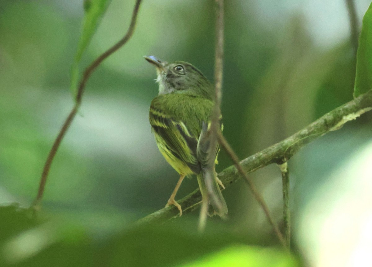 Northern Bentbill - ML616348771