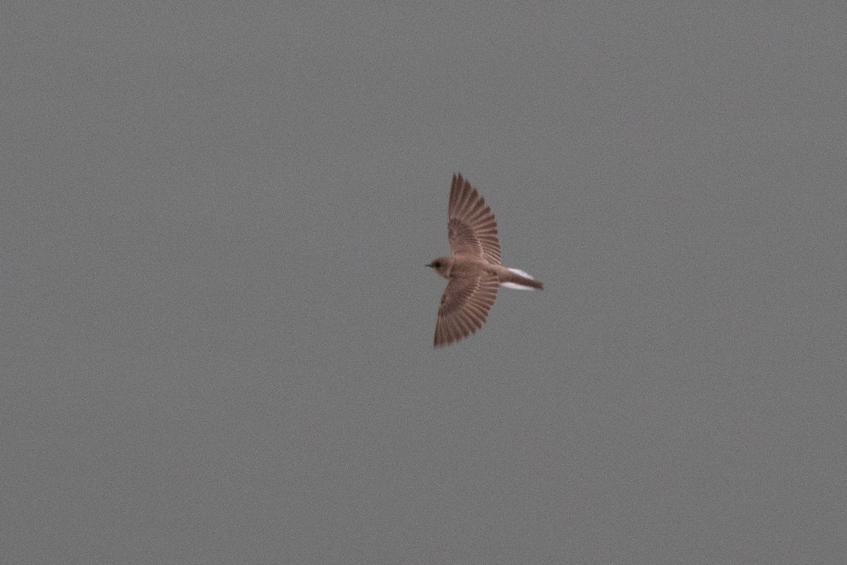 Northern Rough-winged Swallow - Eric Feldkamp