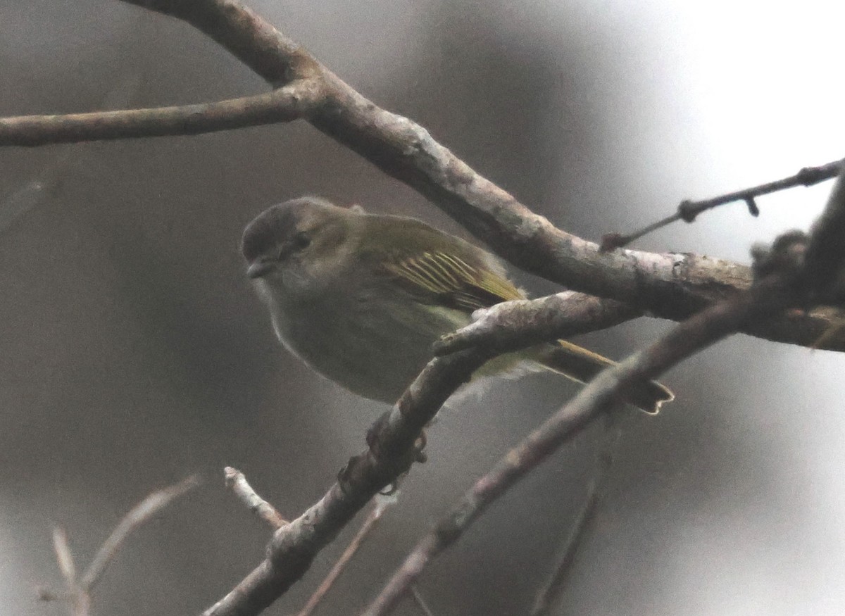 Mistletoe Tyrannulet - Mark  Brown