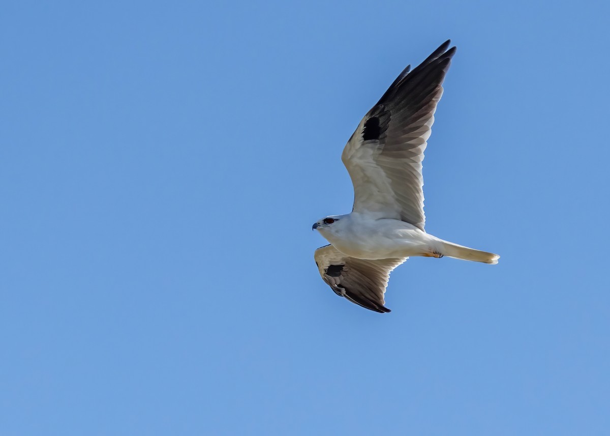 Black-shouldered Kite - Robert Gully
