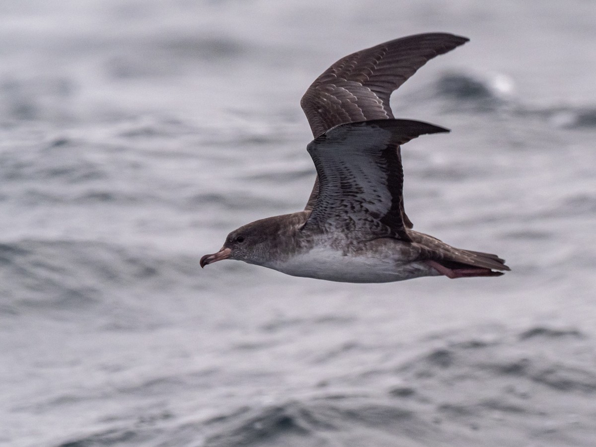 Pink-footed Shearwater - Darrell Lawson