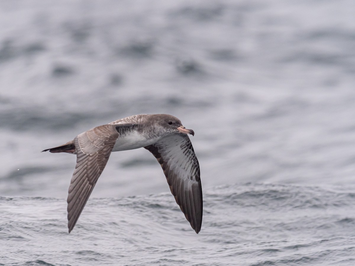 Pink-footed Shearwater - Darrell Lawson