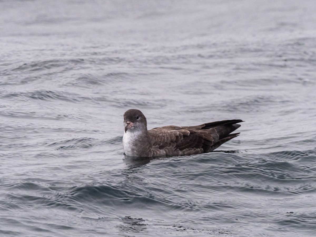 Pink-footed Shearwater - Darrell Lawson