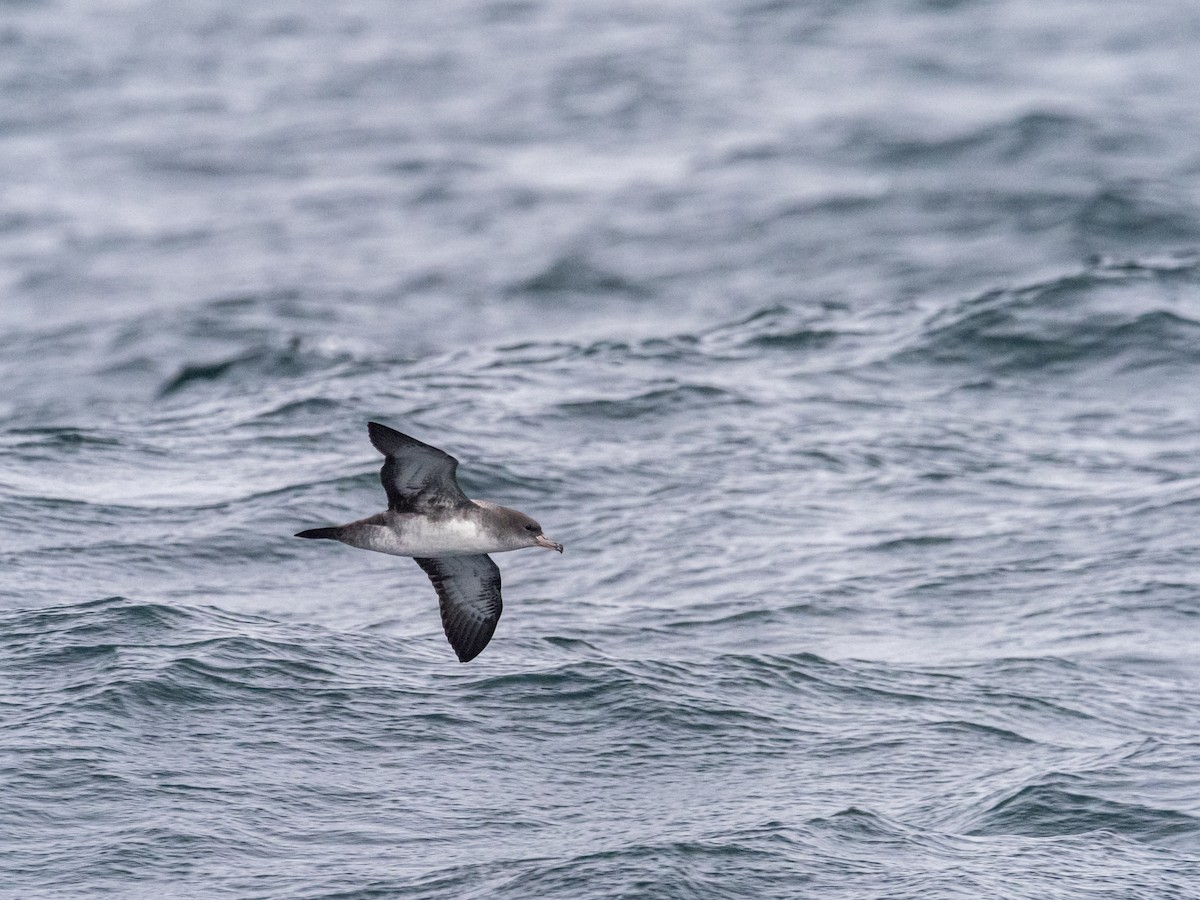 Pink-footed Shearwater - Darrell Lawson