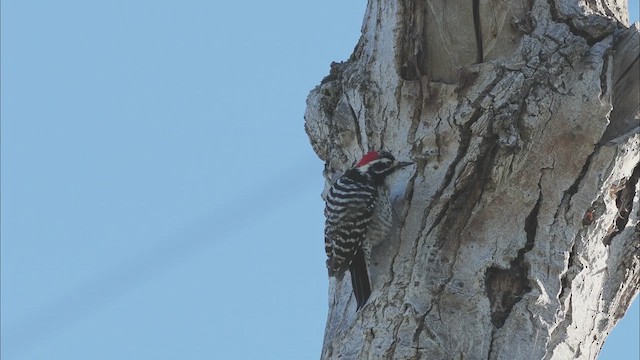 Nuttall's Woodpecker - ML616348801