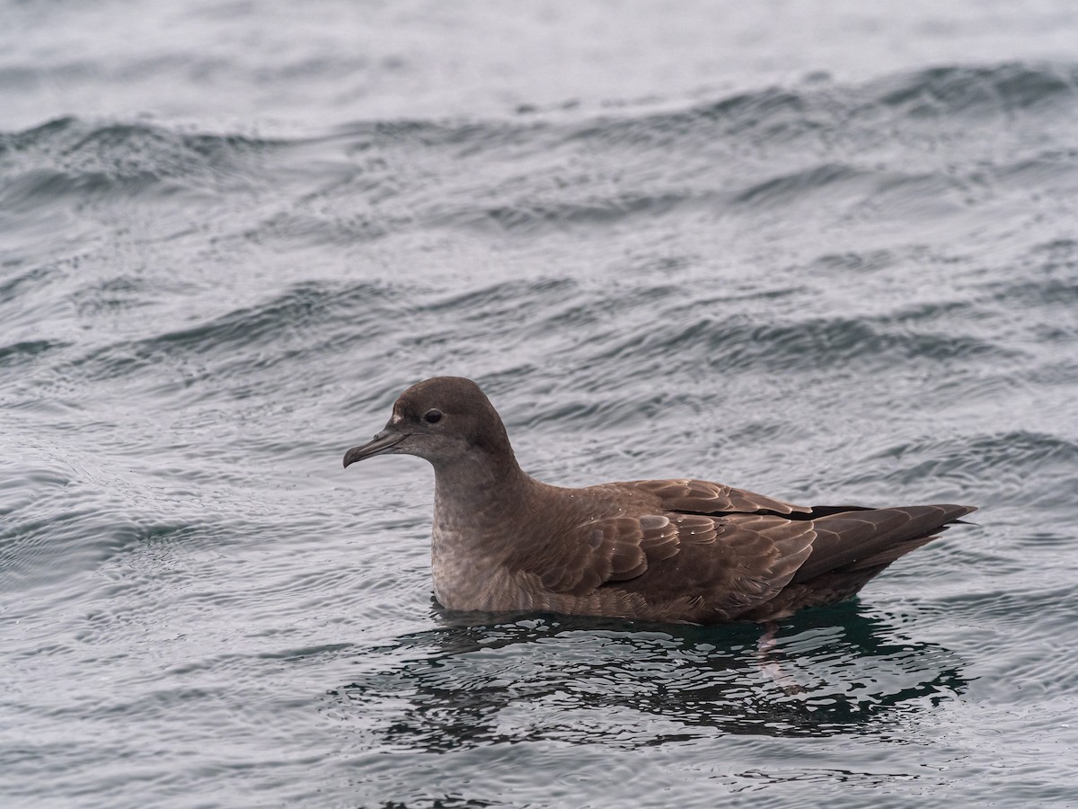 Short-tailed Shearwater - Darrell Lawson