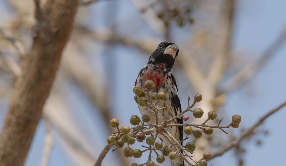 Rose-breasted Grosbeak - ML616348938