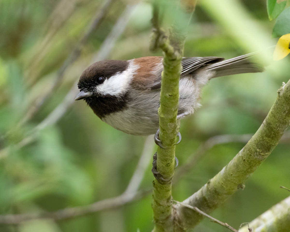 Mésange à dos marron - ML616348941