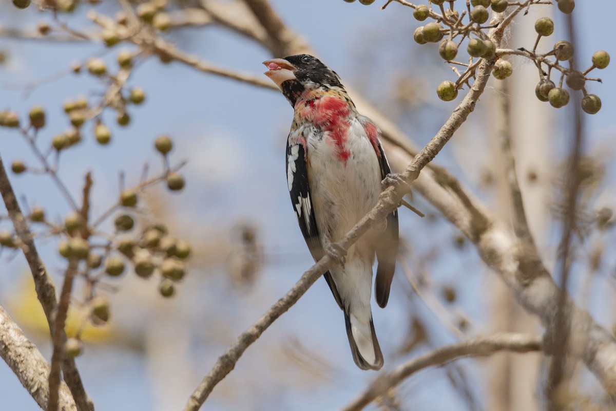 Rose-breasted Grosbeak - Rolando Tomas Pasos Pérez