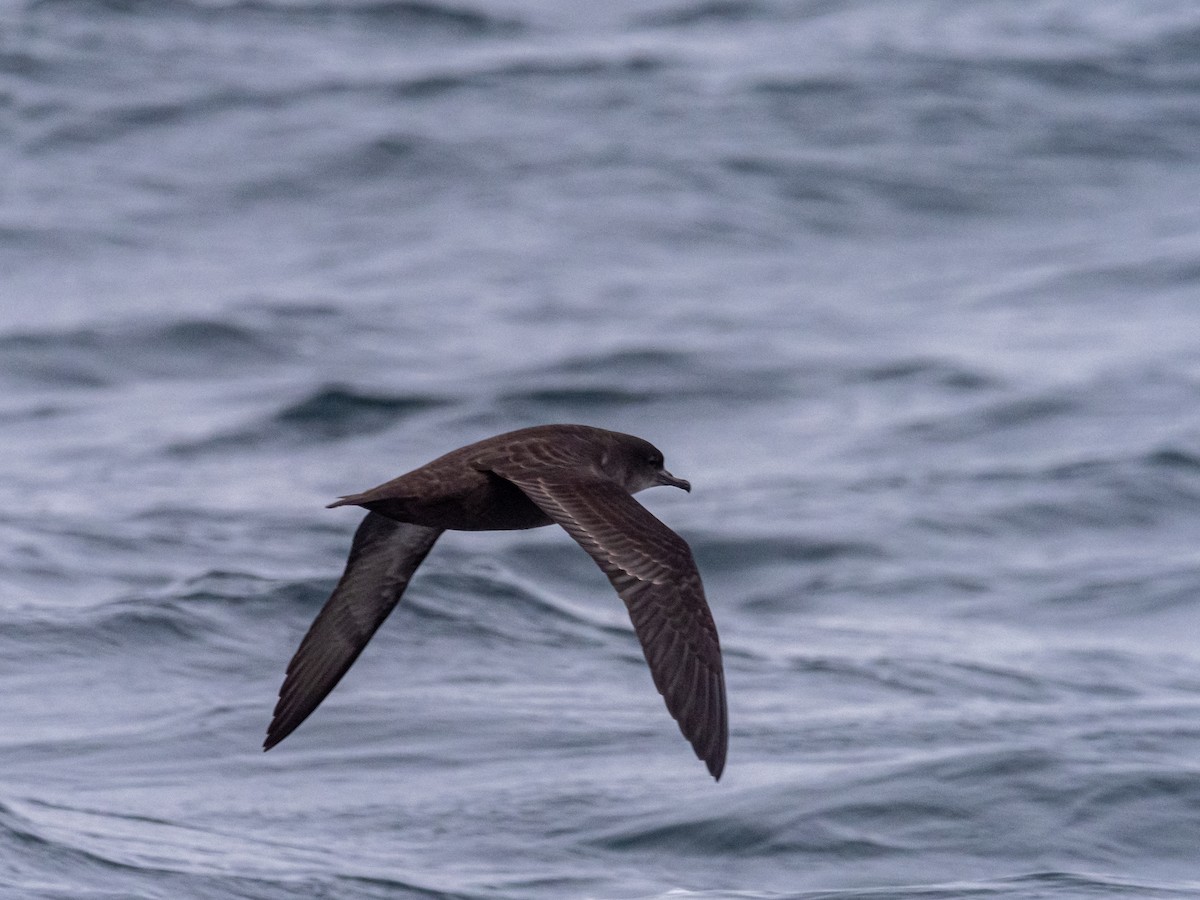 Sooty Shearwater - Darrell Lawson