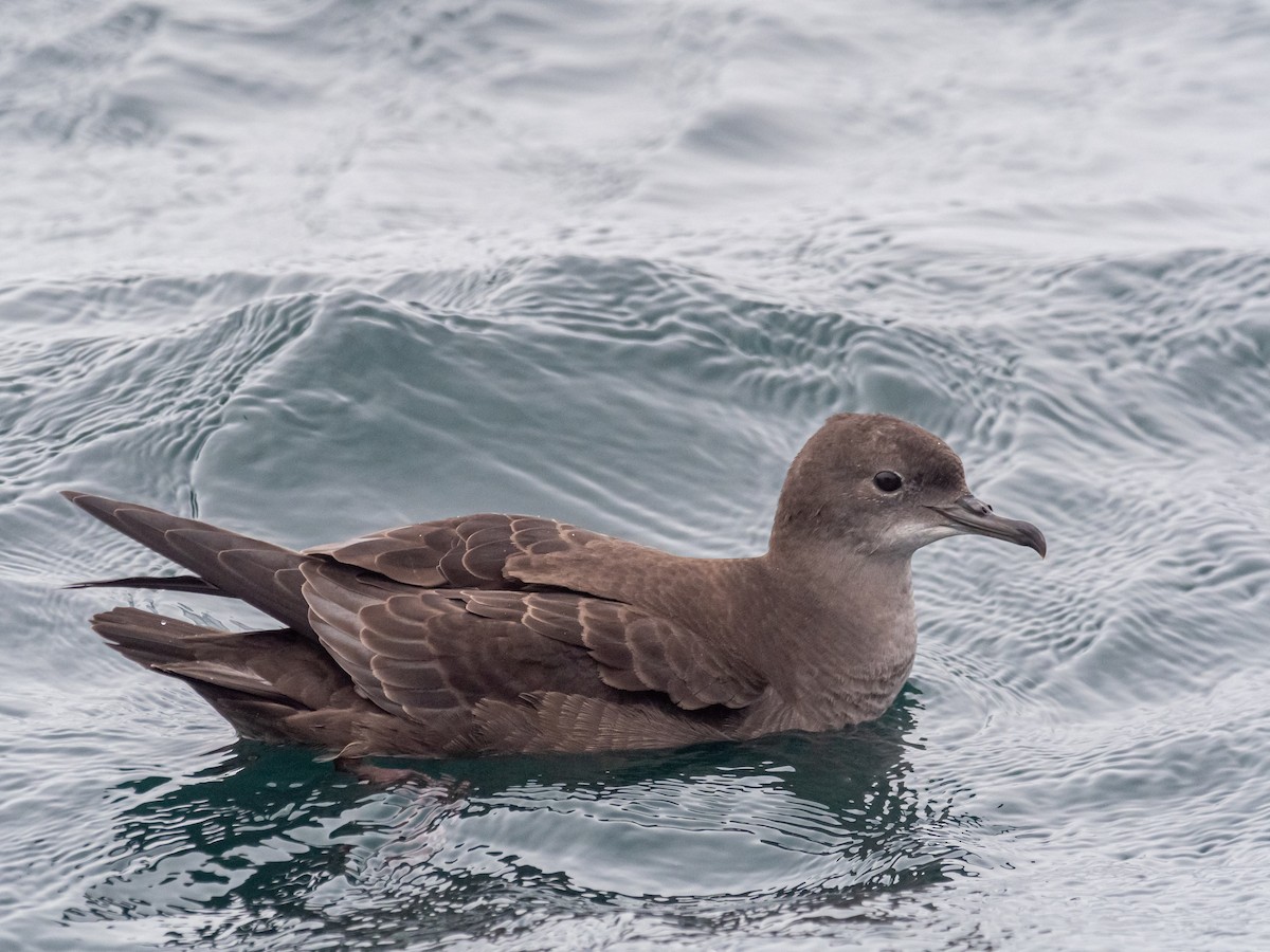 Sooty Shearwater - ML616348975