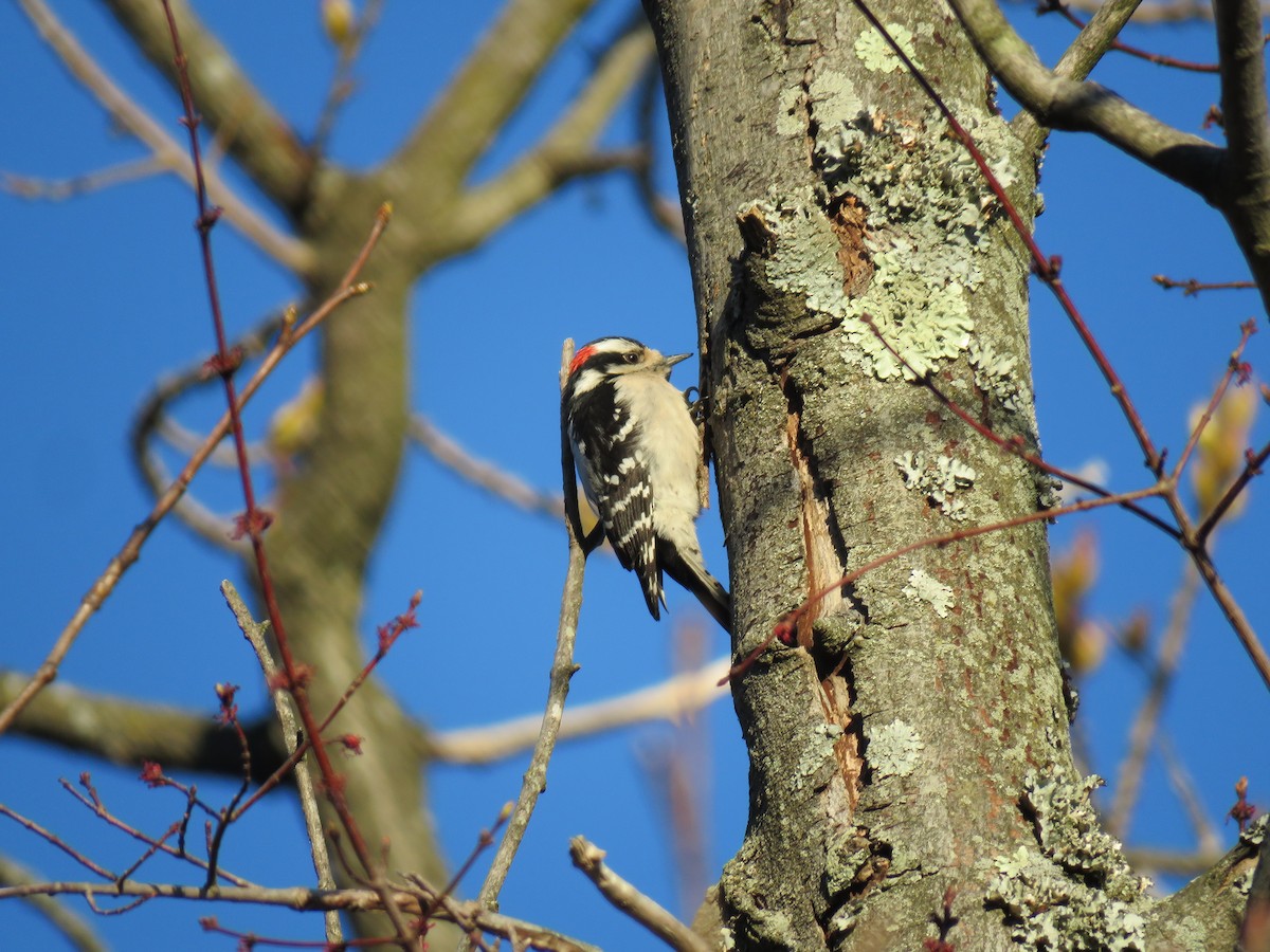Downy Woodpecker - ML616348981