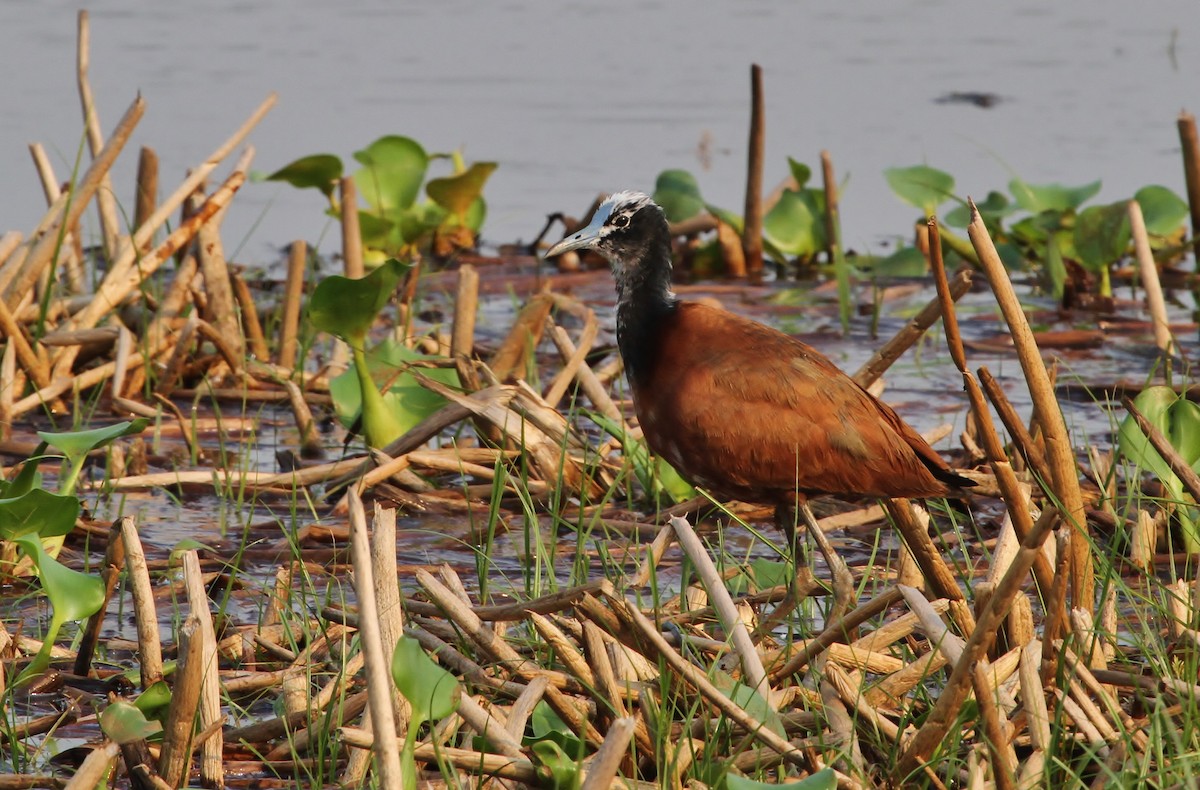 Madagascar Jacana - ML616349055