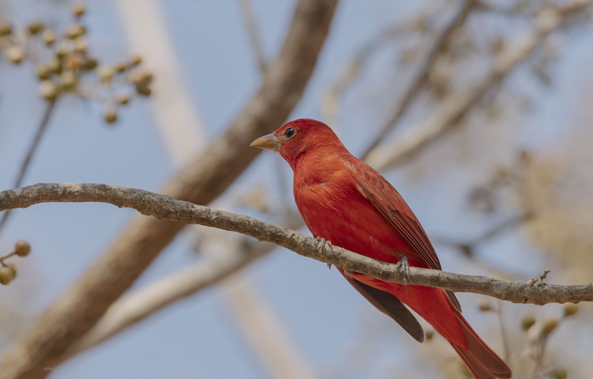 Summer Tanager - ML616349059