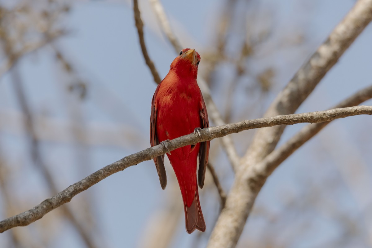 Summer Tanager - ML616349062