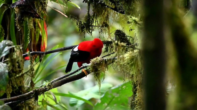 Andean Cock-of-the-rock - ML616349077