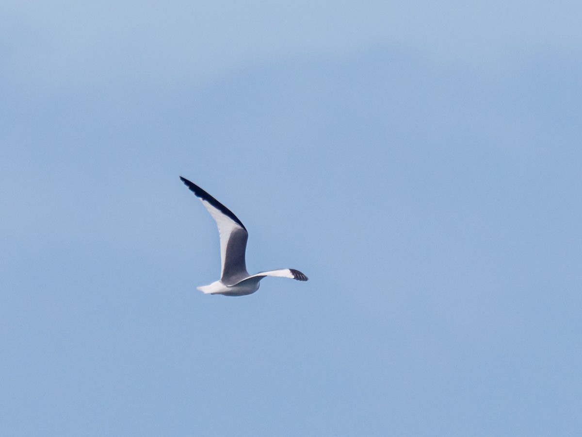 Sabine's Gull - Darrell Lawson