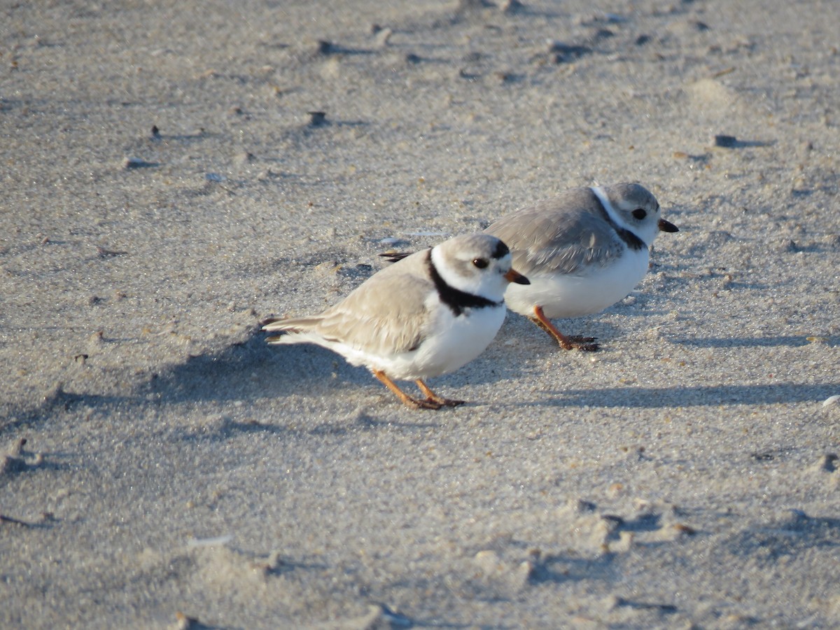 Piping Plover - ML616349086