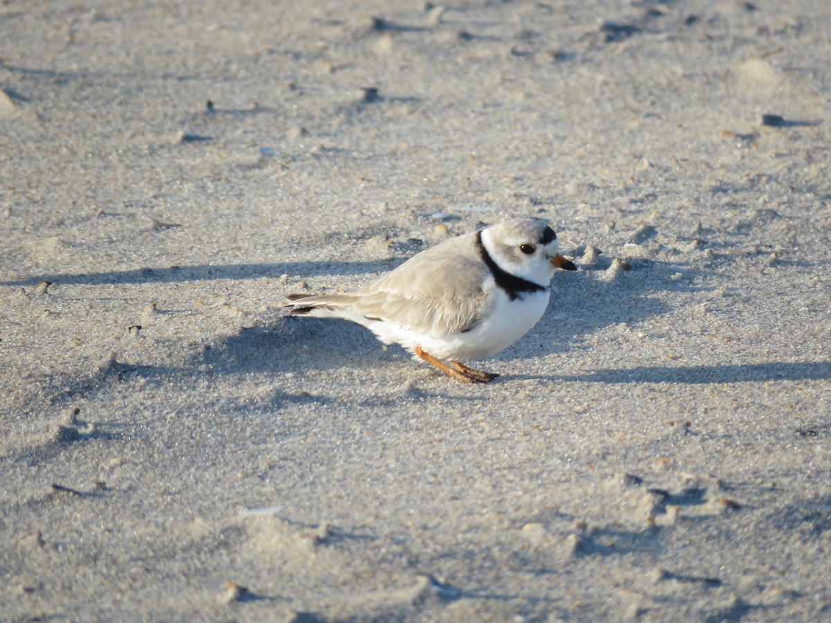 Piping Plover - ML616349087