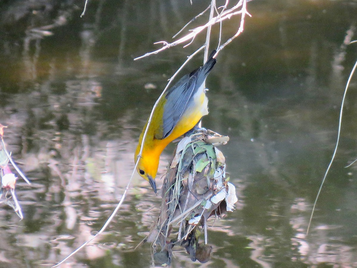 Prothonotary Warbler - ML616349157