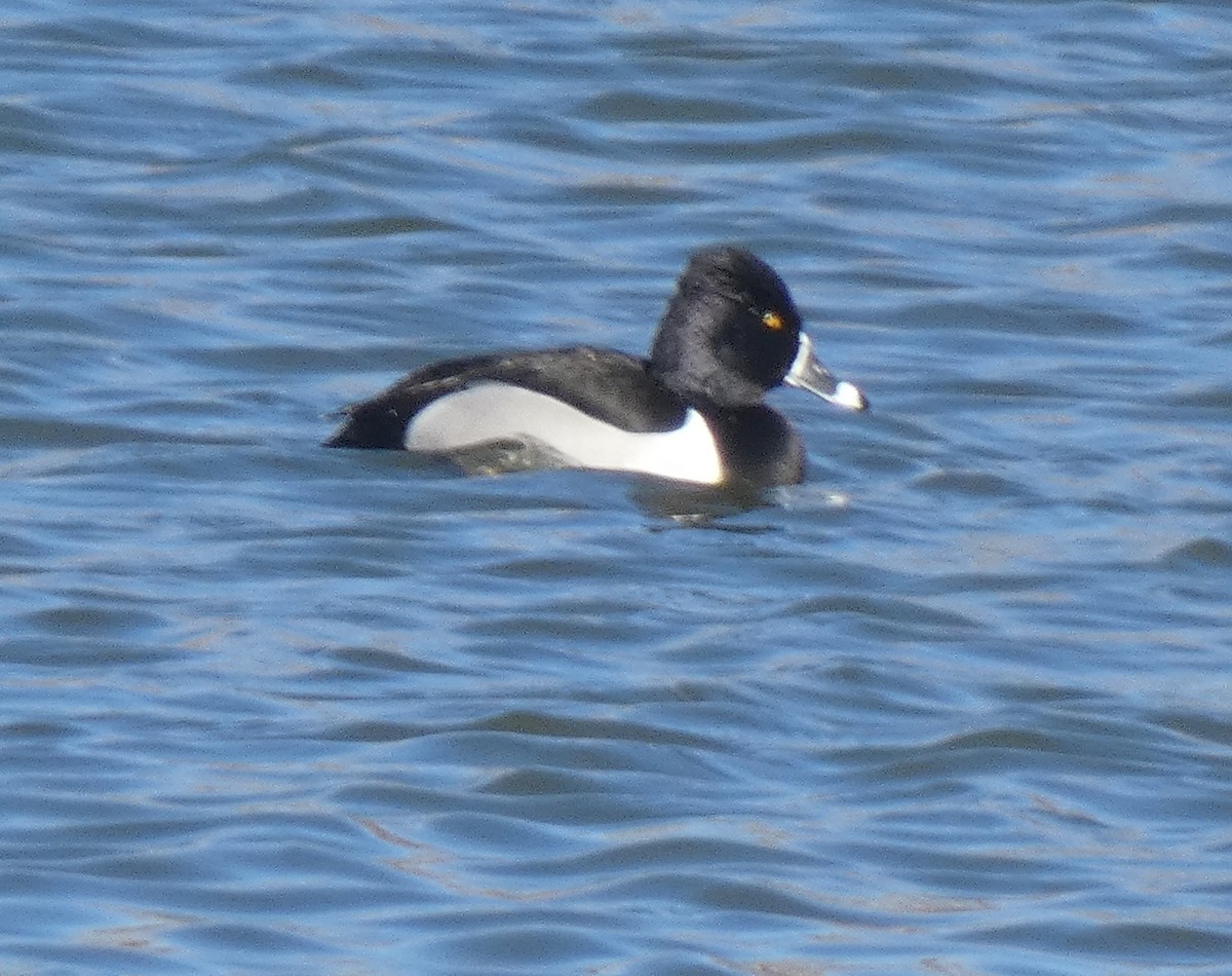 Ring-necked Duck - ML616349174