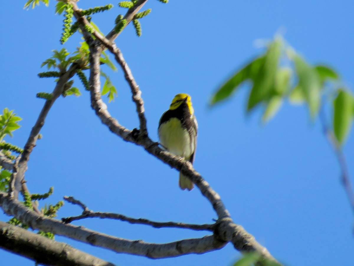 Black-throated Green Warbler - ML616349218