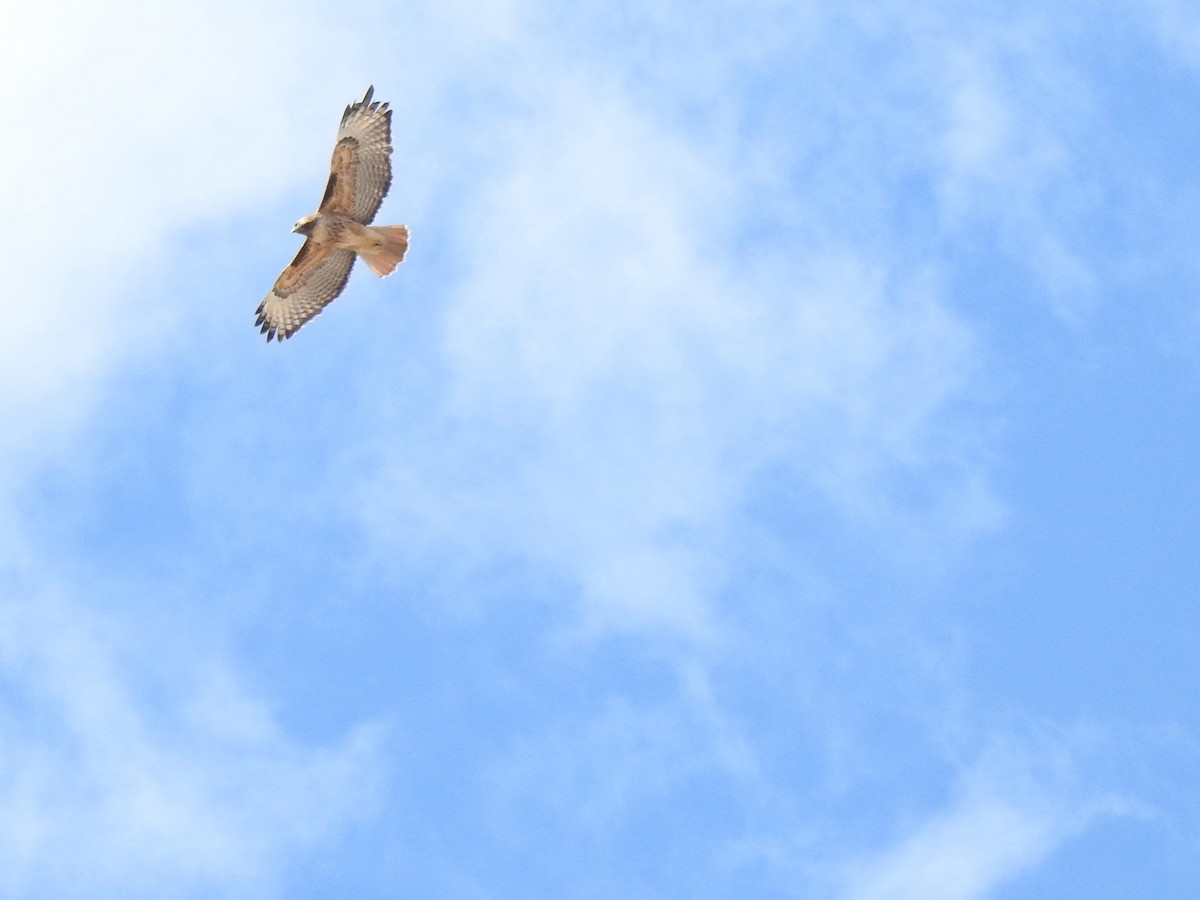 Red-tailed Hawk - ML616349302