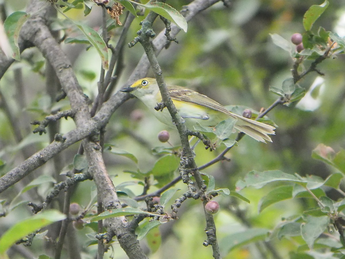 Ak Gözlü Vireo - ML616349321