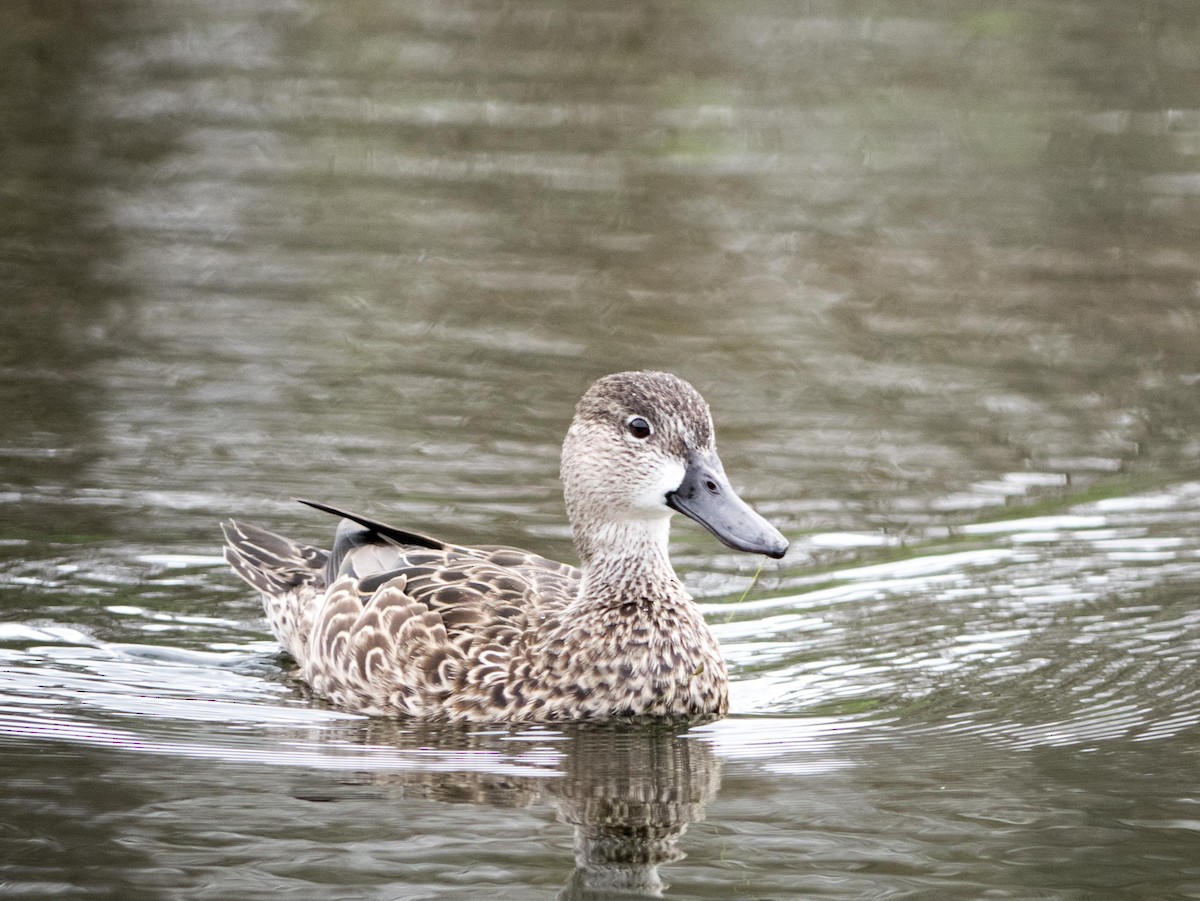 Blue-winged Teal - ML616349326