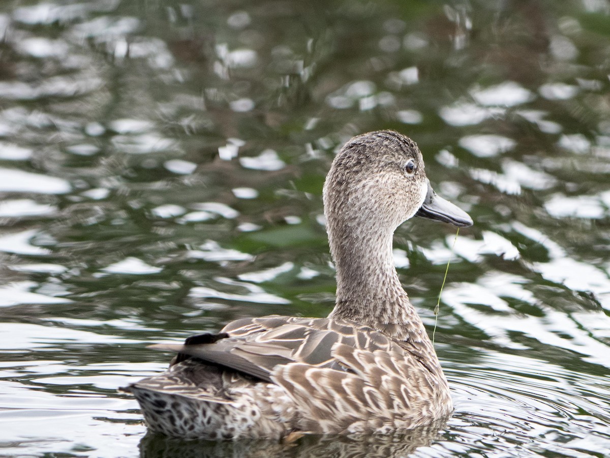 Blue-winged Teal - ML616349327