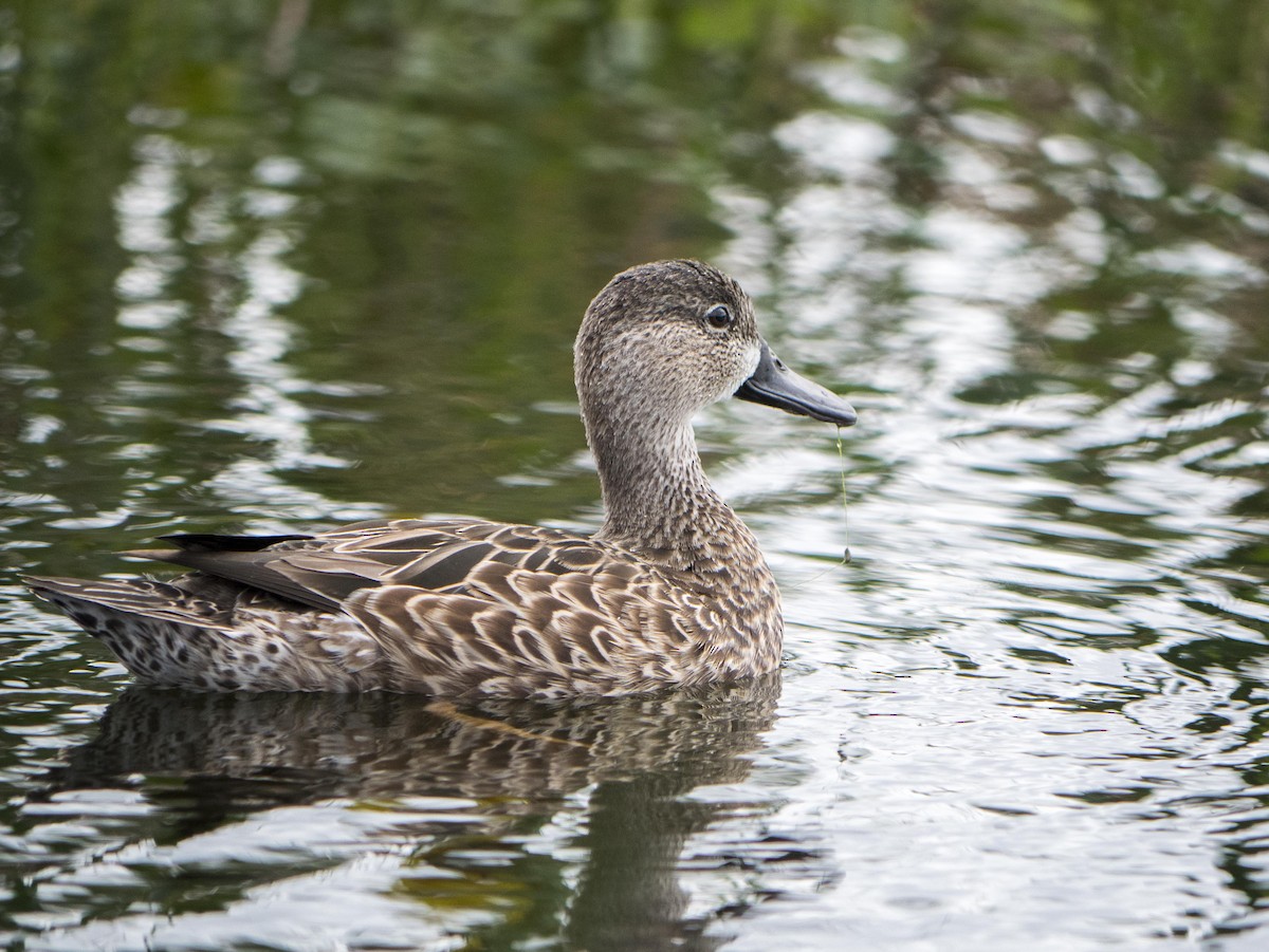 Blue-winged Teal - ML616349328