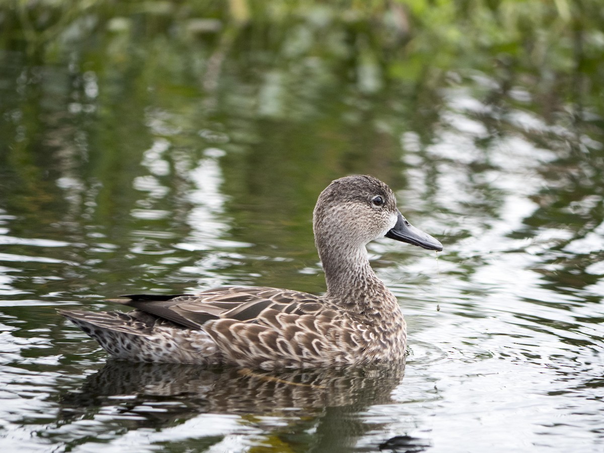 Blue-winged Teal - ML616349329
