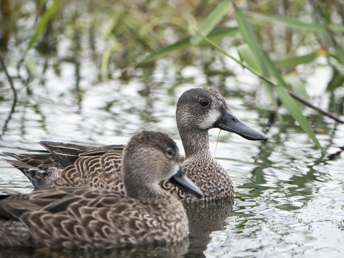 Blue-winged Teal - ML616349334