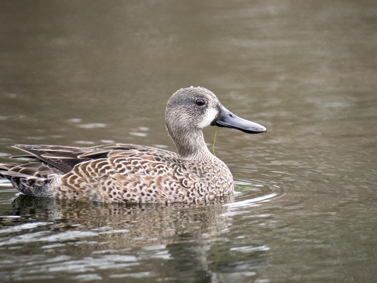 Blue-winged Teal - ML616349335