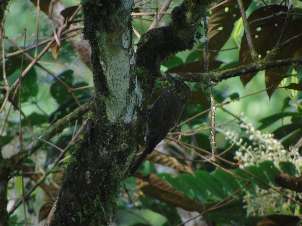 Spotted Woodcreeper - ML616349391
