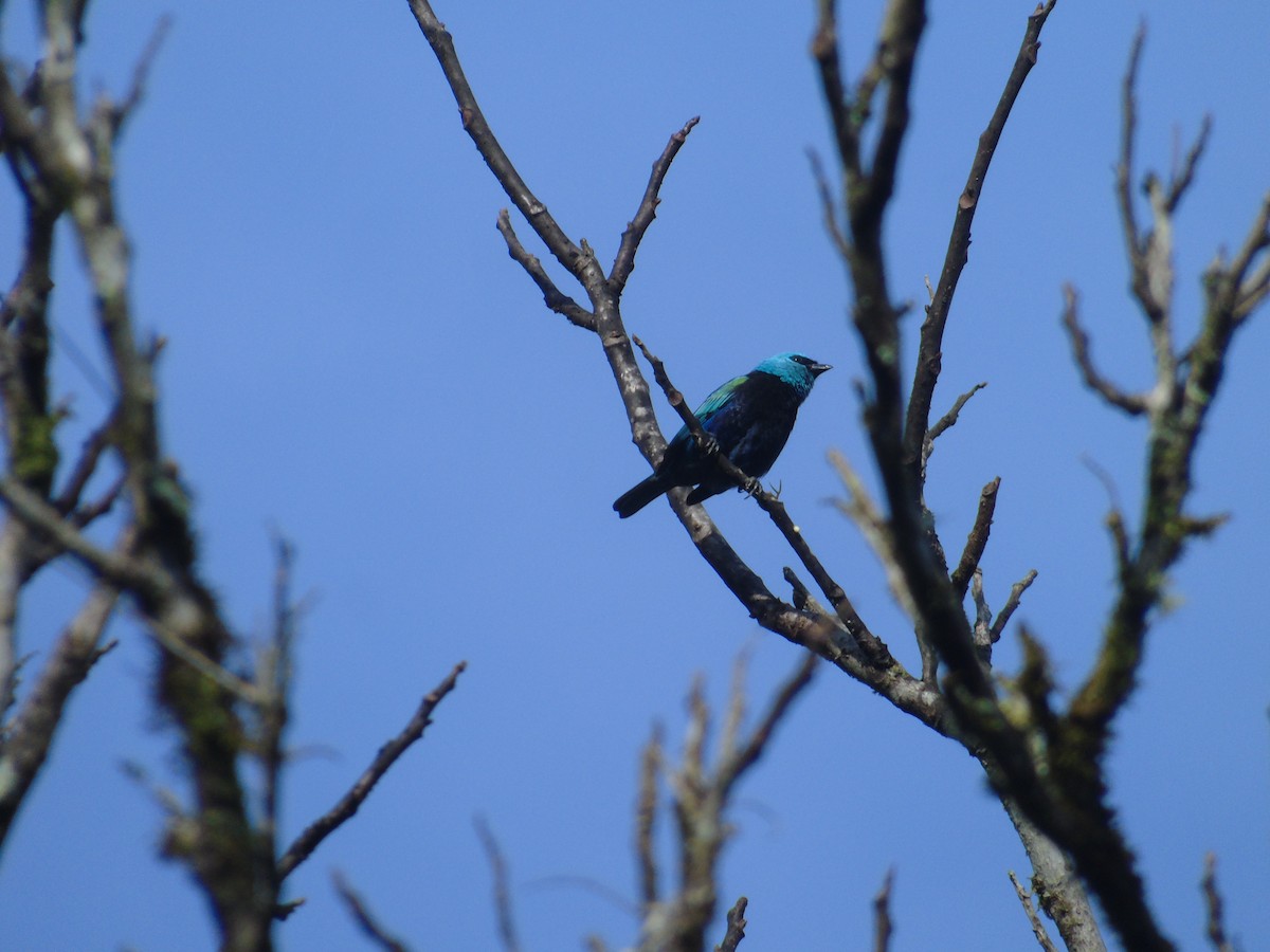Blue-necked Tanager - ML616349418