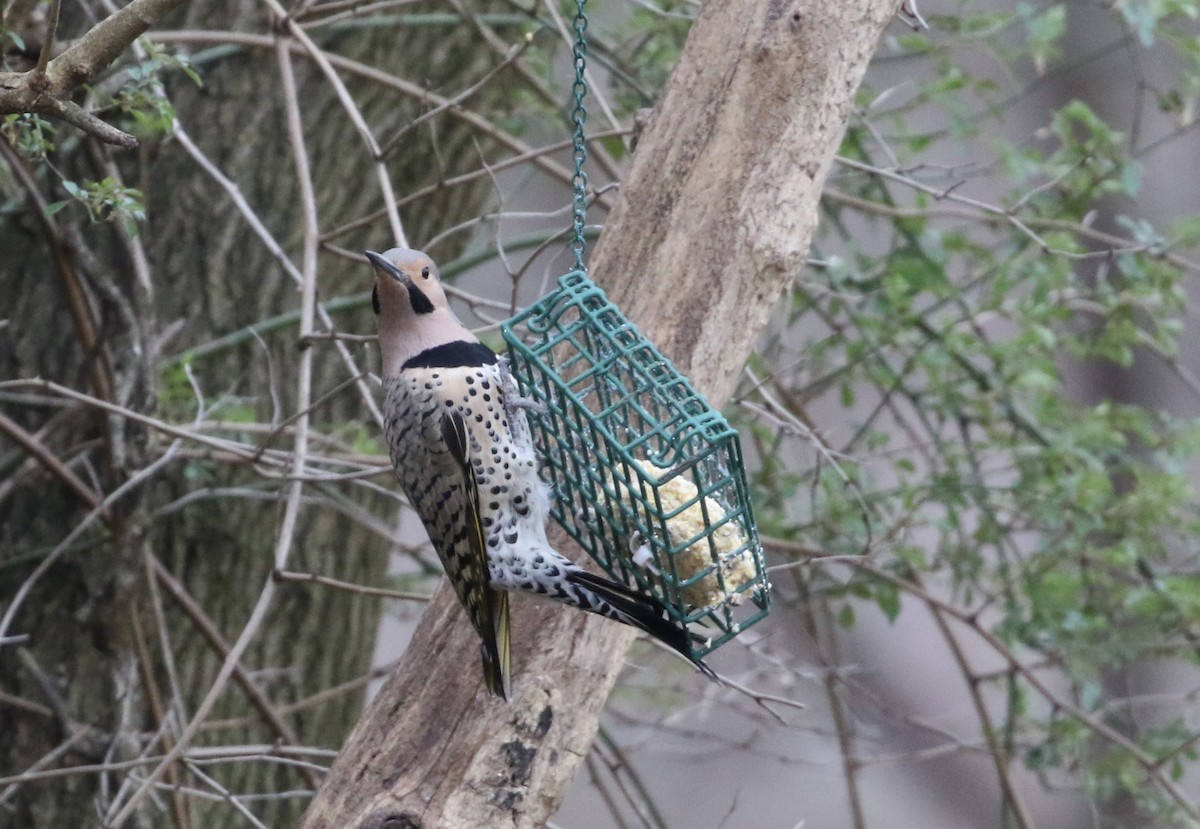 Northern Flicker (Yellow-shafted) - ML616349431