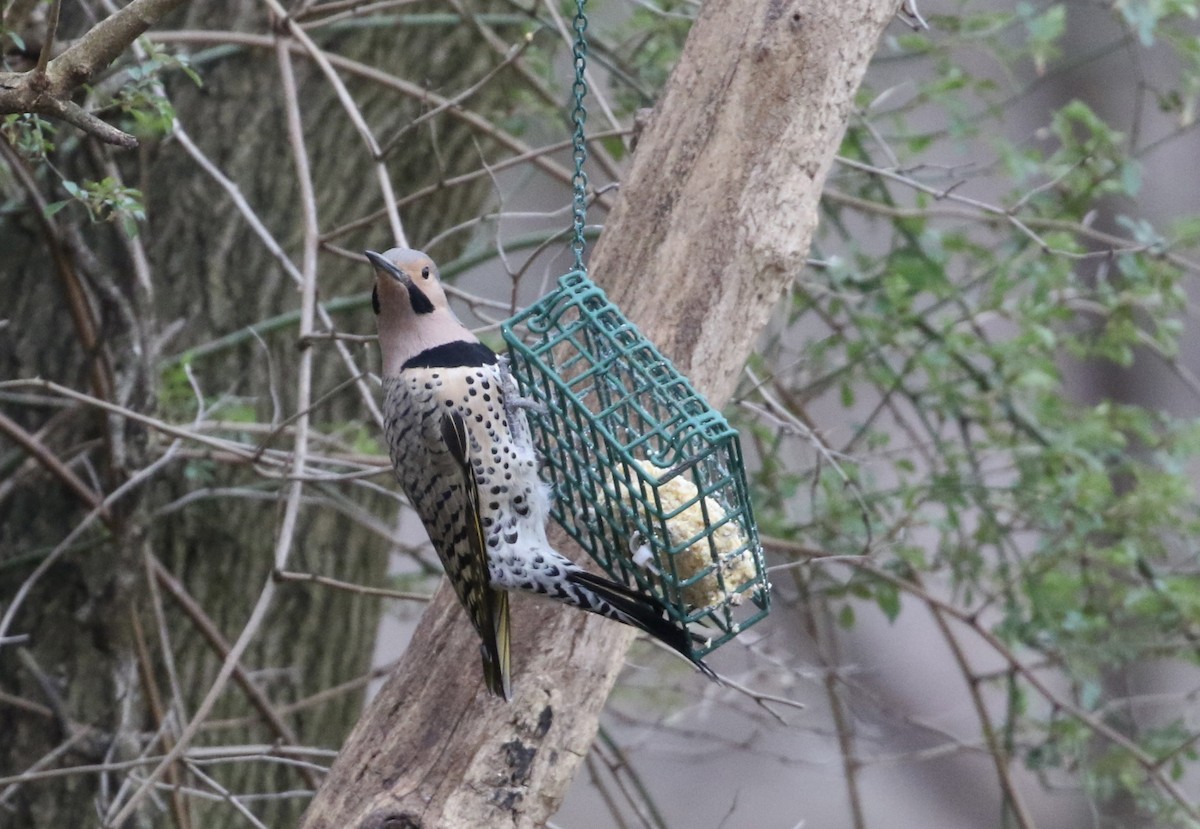 Altın Ağaçkakan (auratus/luteus) - ML616349431