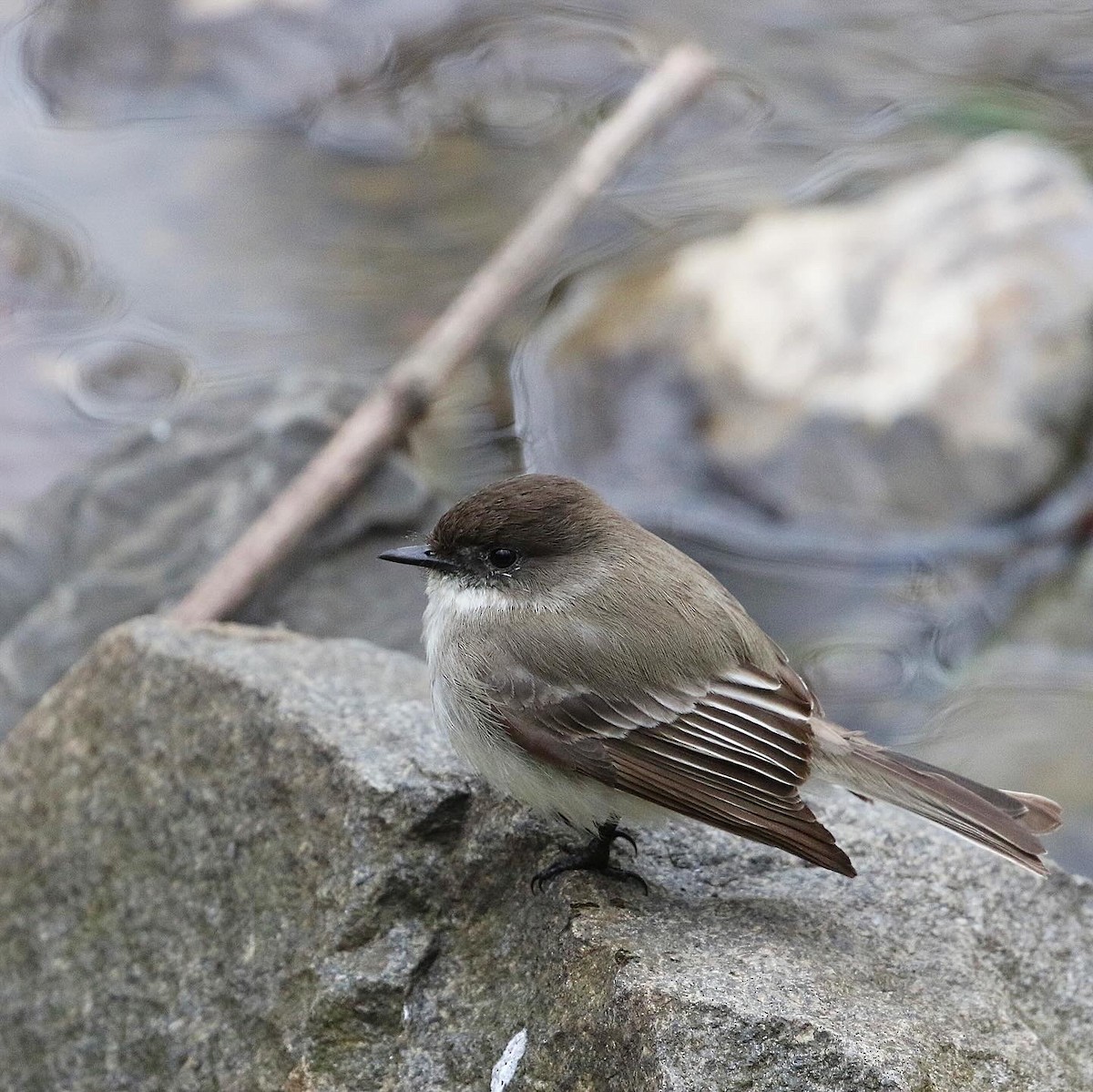 Eastern Phoebe - ML616349433