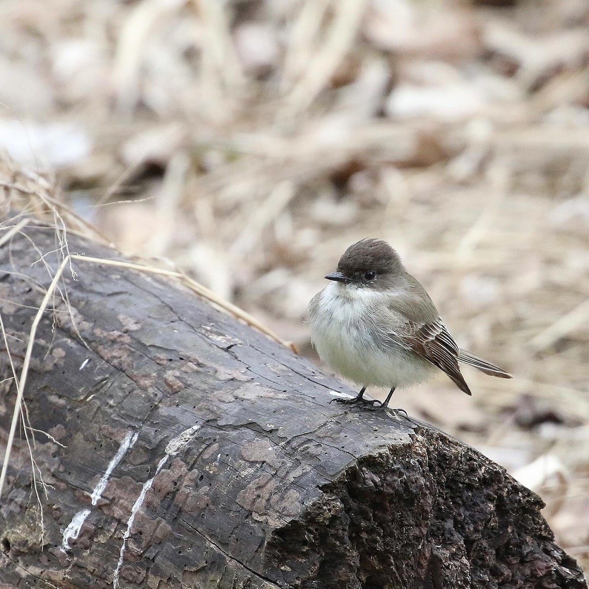 Eastern Phoebe - ML616349434