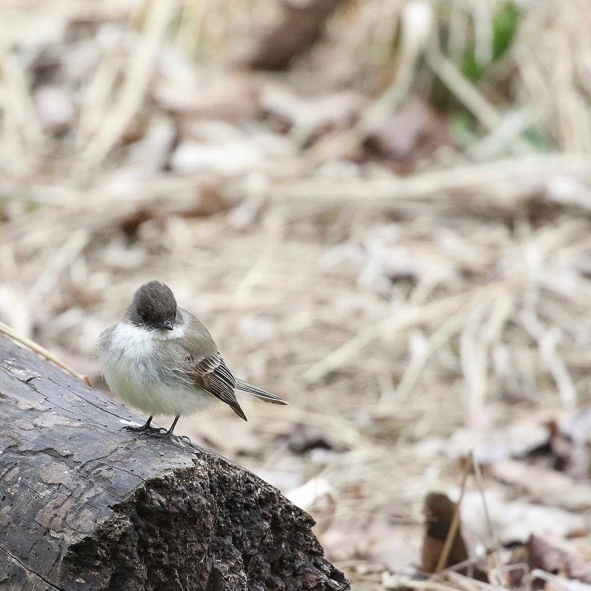 Eastern Phoebe - ML616349435