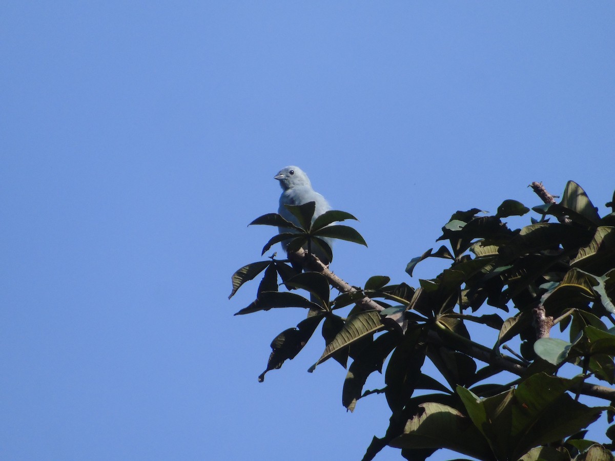 Blue-gray Tanager - ML616349439