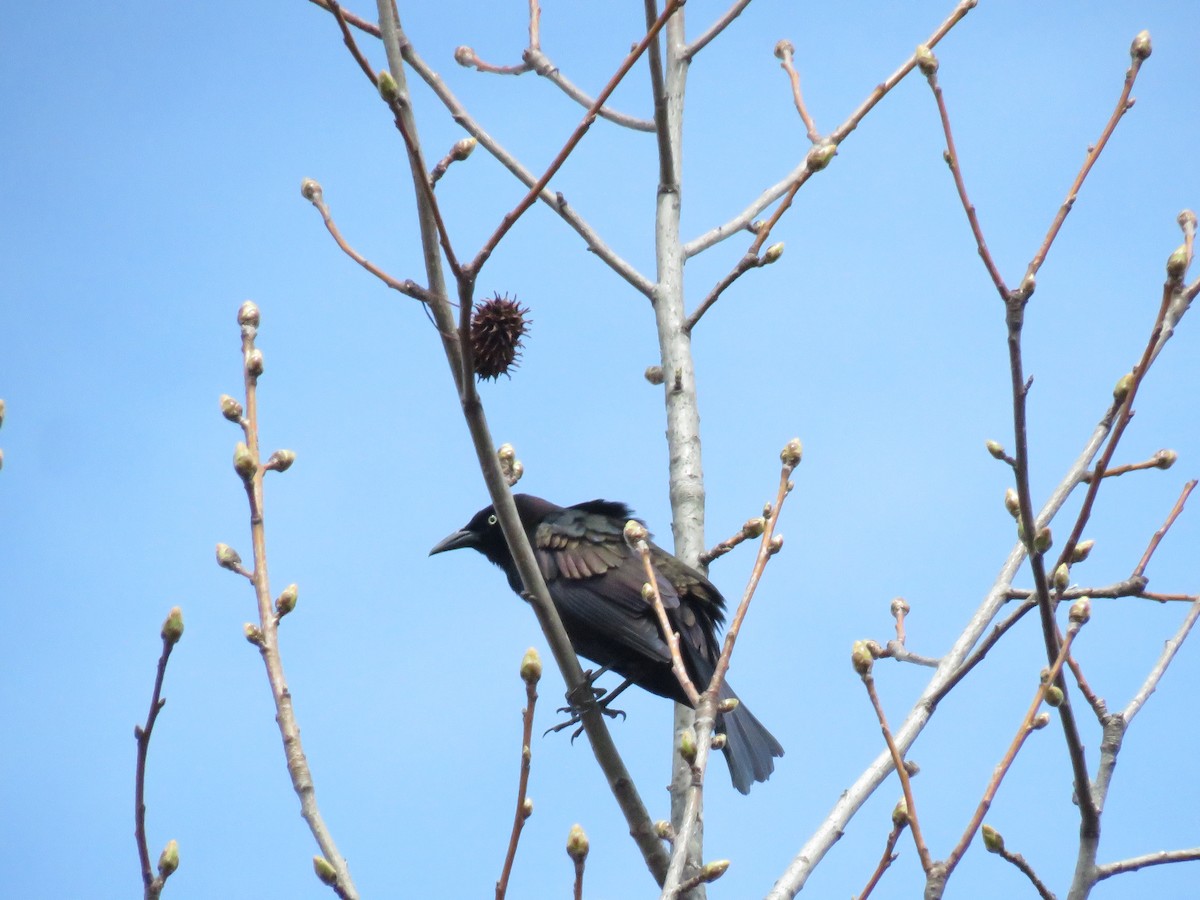 Common Grackle - ML616349445