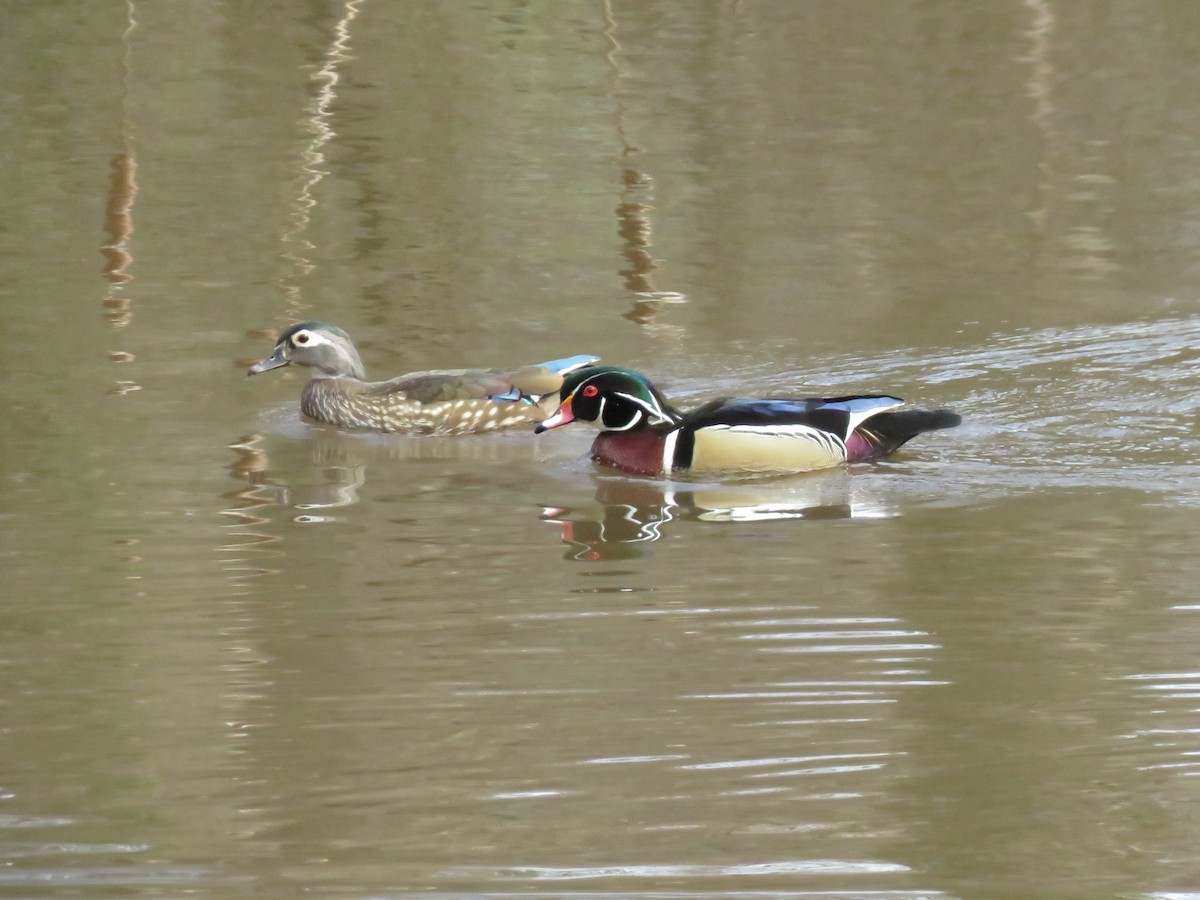 Wood Duck - ML616349489