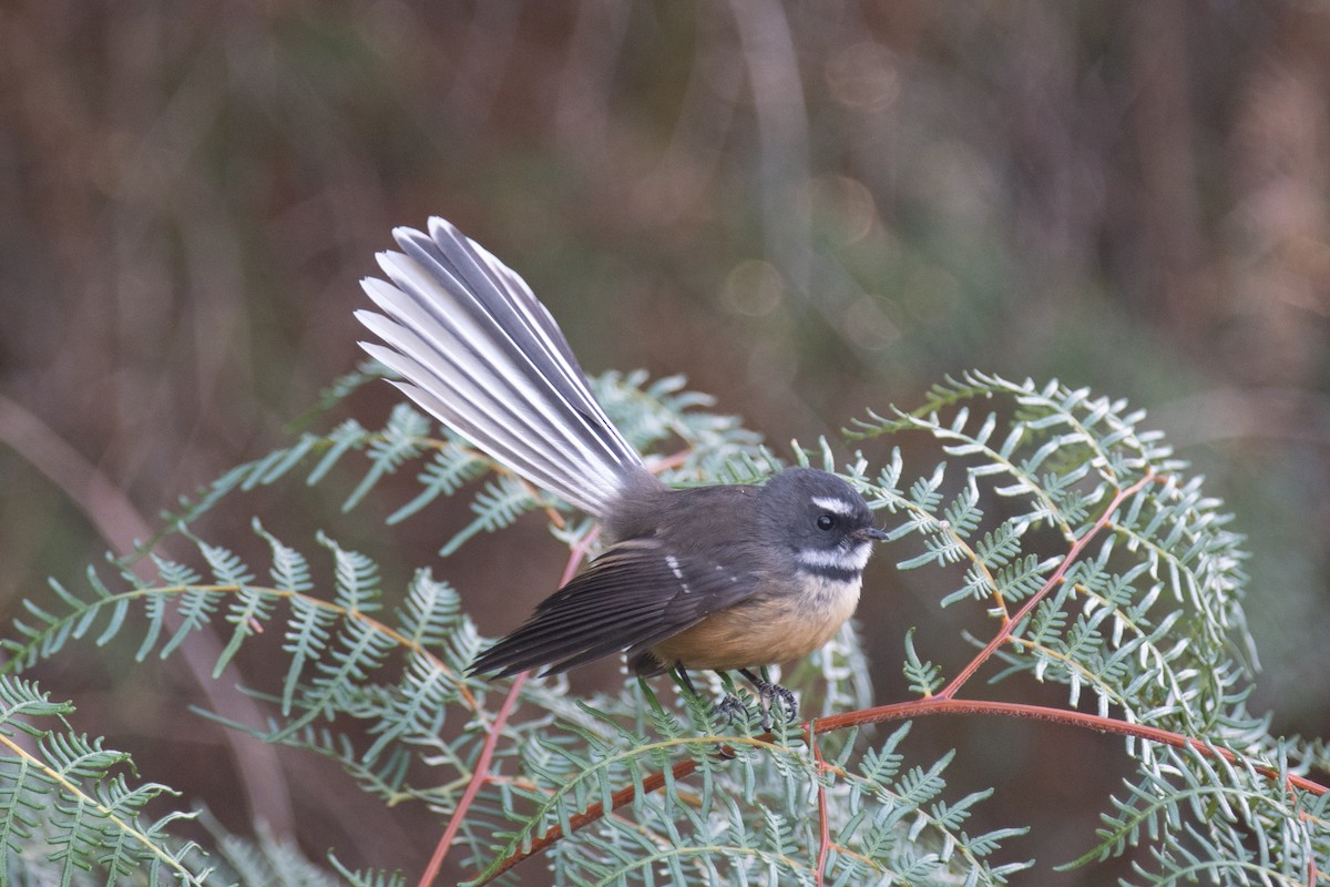 New Zealand Fantail - Peter Rigsbee