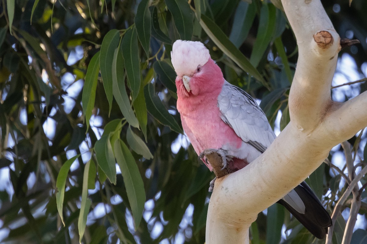 Galah - ML616349513