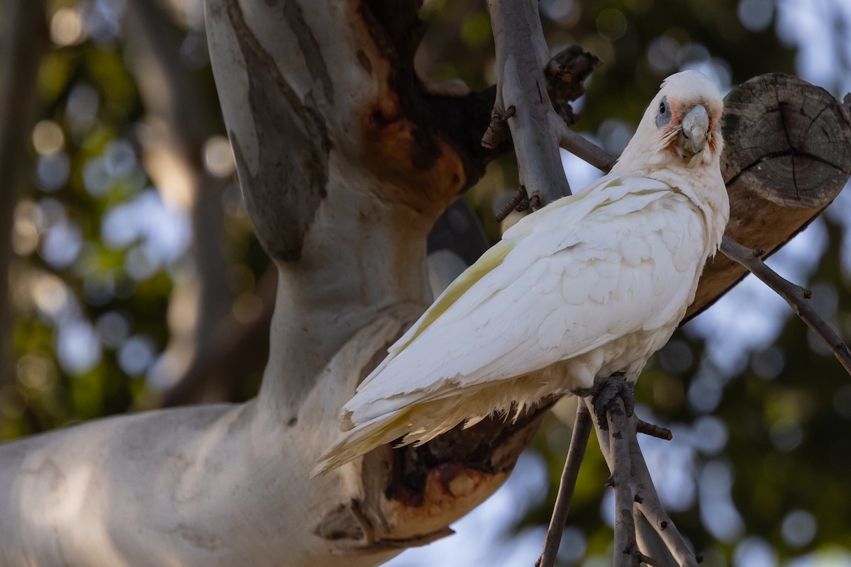 Cacatoès corella - ML616349519